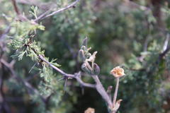 Trichodiadema