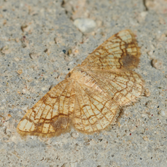 Stegania dilectaria