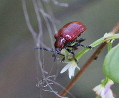 Lilioceris lateritia