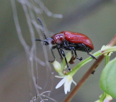 Lilioceris lateritia