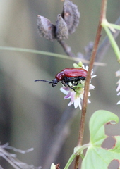 Lilioceris lateritia