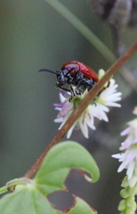 Lilioceris lateritia
