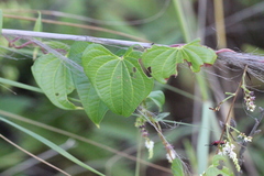 Lilioceris lateritia