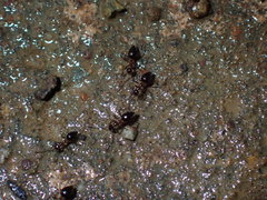 Prenolepis naoroji
