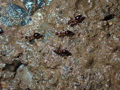 Prenolepis naoroji