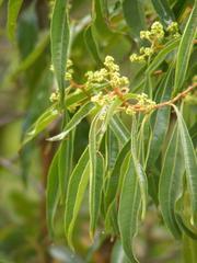 Heteropyxis natalensis