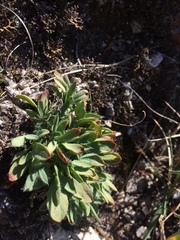 Oxytropis triphylla