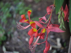 Amherstia nobilis