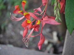 Amherstia nobilis