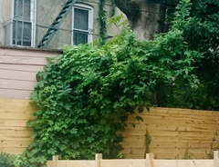 Hedera helix