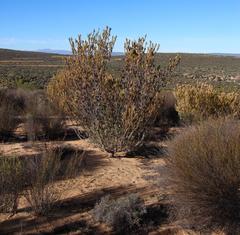 Leucadendron procerum