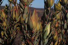 Leucadendron procerum