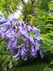 Jacaranda mimosifolia