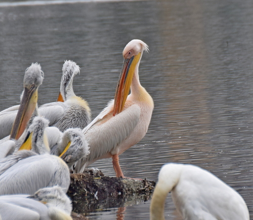 Pelícano común (Pelecanus onocrotalus)