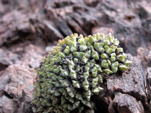 Conophytum quaesitum image