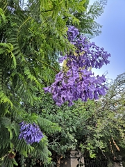 Jacaranda mimosifolia