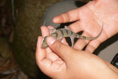 Cyrtodactylus lekaguli