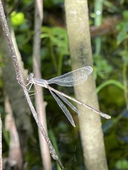 Lestes forcipatus