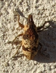 Bothynoderes affinis