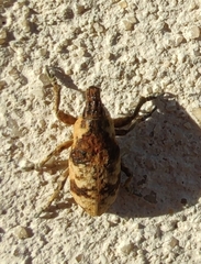 Bothynoderes affinis