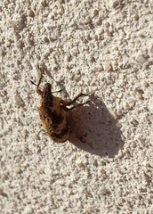 Bothynoderes affinis