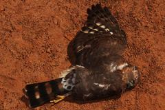 Accipiter minullus