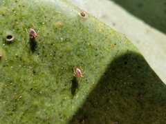 Hesperolabops gelastops