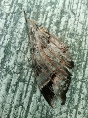 Lepidoptera