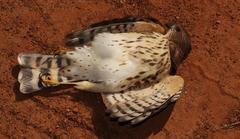 Accipiter minullus