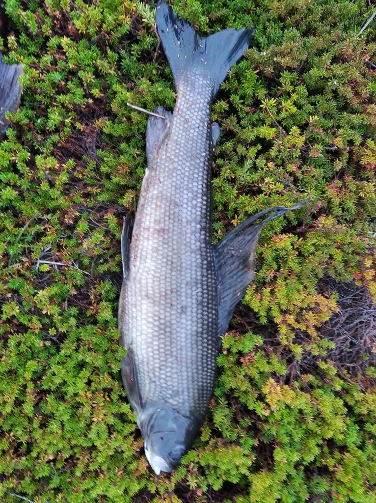 Kamchatka Grayling