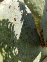 Hesperolabops gelastops