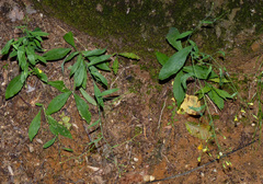 Hieracium paniculatum