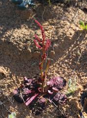 Rumex cordatus