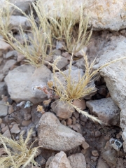 Muhlenbergia depauperata