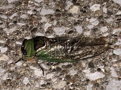 Cryptotympanina
