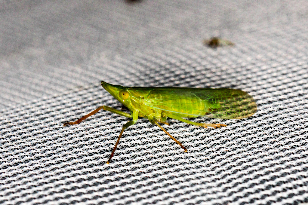 Rhynchomitra microrhina