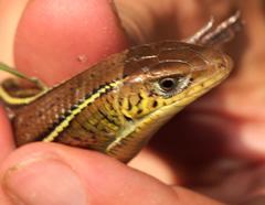 Gerrhosaurus flavigularis