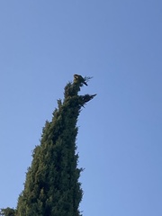 Psittacara mitratus