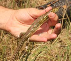 Gerrhosaurus flavigularis