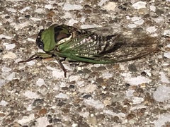 Cryptotympanina