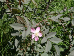 Rosa glauca