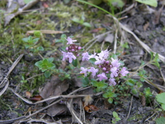 Thymus pulcherrimus