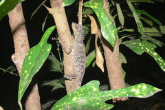 Acanthosaura meridiona