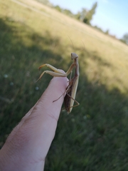 Mantis religiosa