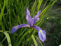 Iris notha