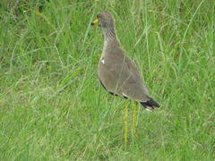 Vanellus senegallus lateralis