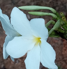 Plumeria pudica