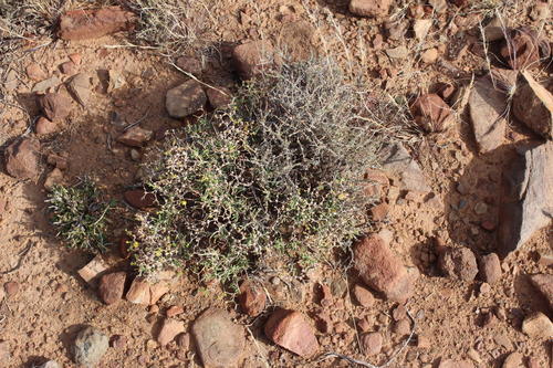 Mestoklema copiosum N.E.Br. ex Glen 2
