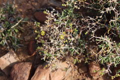 Mestoklema copiosum