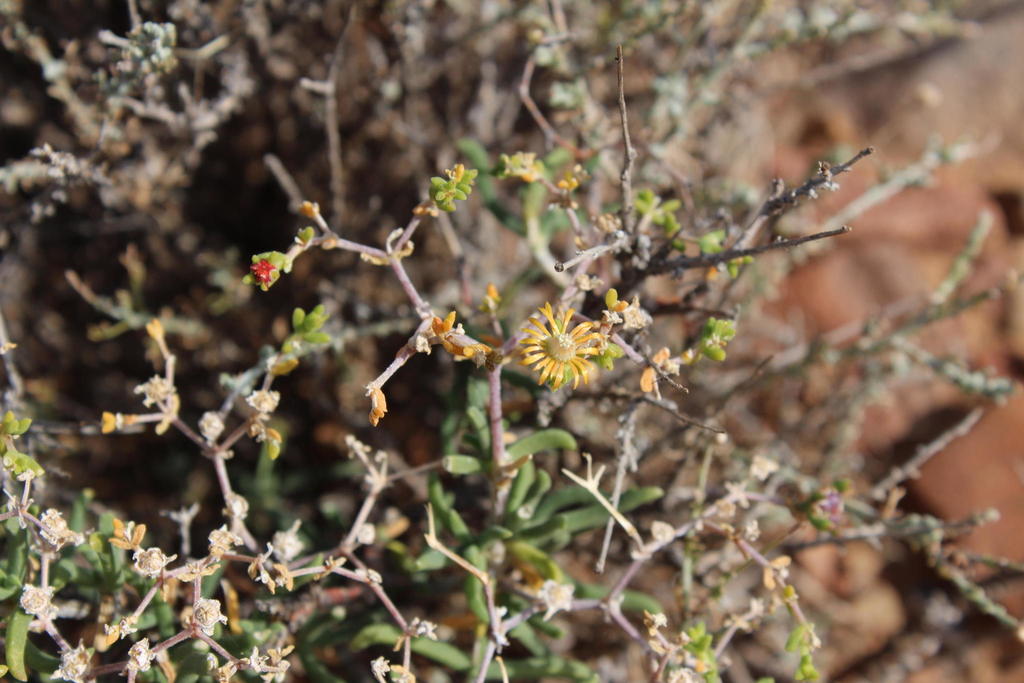 Mestoklema copiosum